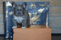 Bolt, a male French Bulldog for sale in Prescott, AZ – 2 of 4