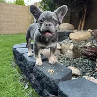 Pretty boy W/pink, a male French Bulldog for sale in Prescott, AZ – Photo 3 of 3