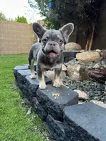 Pretty boy W/pink, a male French Bulldog for sale in Prescott, AZ – Photo 3 of 3