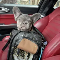 Pretty boy W/pink, a male French Bulldog for sale in Prescott, AZ – Photo 2 of 3