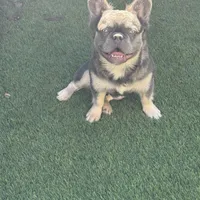 Pretty boy W/pink, a male French Bulldog for sale in Prescott, AZ – Photo 1 of 3