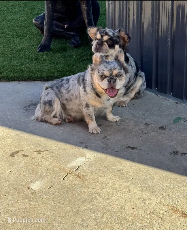 Bunny  – French Bulldog puppy for sale in Prescott, AZ