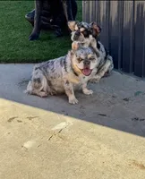Bunny , a female French Bulldog for sale in Prescott, AZ – 1 of 1