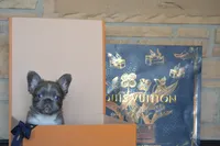 Bolt, a male French Bulldog for sale in Prescott, AZ – 4 of 4