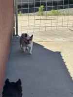 Ali, a male French Bulldog for sale in Prescott, AZ – 4 of 4
