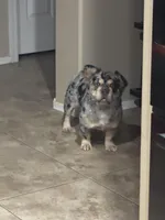 Babygirl pregnantw floodle and curly, a female French Bulldog for sale in Prescott, AZ – Photo 2 of 3