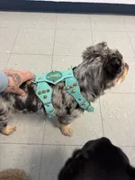 Babygirl pregnantw floodle and curly, a female French Bulldog for sale in Prescott, AZ – Photo 3 of 3