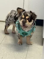 Babygirl pregnantw floodle and curly, a female French Bulldog for sale in Prescott, AZ – Photo 1 of 3