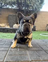 Pink carrier, a male French Bulldog for sale in Prescott, AZ – Photo 3 of 3