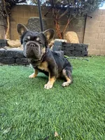 Pink carrier, a male French Bulldog for sale in Prescott, AZ – Photo 1 of 3