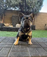 Pink carrier, a male French Bulldog for sale in Prescott, AZ – Photo 2 of 3