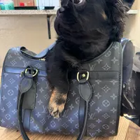 Pinky smalls, a male French Bulldog for sale in Prescott, AZ – Photo 2 of 3