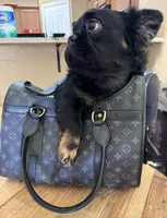 Pinky smalls, a male French Bulldog for sale in Prescott, AZ – Photo 2 of 3