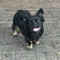 Pinky smalls, a male French Bulldog for sale in Prescott, AZ – Photo 1 of 3