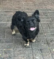 Pinky smalls, a male French Bulldog for sale in Prescott, AZ – Photo 1 of 3