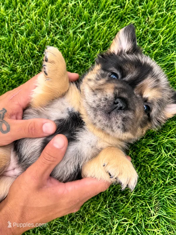 Prada – French Bulldog puppy for sale in Prescott, AZ