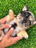 Prada, a female French Bulldog for sale in Prescott, AZ – 3 of 3
