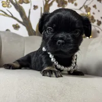 Pink Cartier, a female French Bulldog for sale in Prescott, AZ – Photo 3 of 4