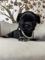 Pink Cartier, a female French Bulldog for sale in Prescott, AZ – Photo 3 of 4