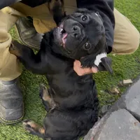 Pink Cartier, a female French Bulldog for sale in Prescott, AZ – Photo 1 of 4