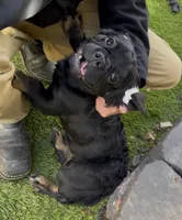 Pink Cartier, a female French Bulldog for sale in Prescott, AZ – Photo 1 of 4