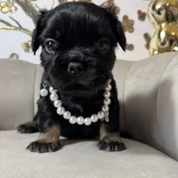 Pink Cartier, a female French Bulldog for sale in Prescott, AZ – Photo 4 of 4