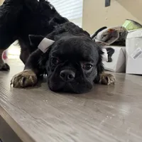 Pink Cartier, a female French Bulldog for sale in Prescott, AZ – Photo 2 of 4