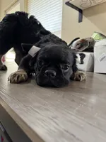 Pink Cartier, a female French Bulldog for sale in Prescott, AZ – Photo 2 of 4