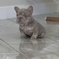 Hadez, a male French Bulldog for sale in Prescott, AZ – Photo 3 of 3