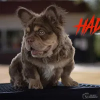 Hadez, a male French Bulldog for sale in Prescott, AZ – Photo 1 of 3