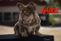 Hadez, a male French Bulldog for sale in Prescott, AZ – Photo 1 of 3