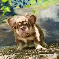 Hadez, a male French Bulldog for sale in Prescott, AZ – Photo 2 of 3