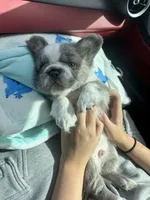 Kane , a male French Bulldog for sale in Prescott, AZ – 4 of 4