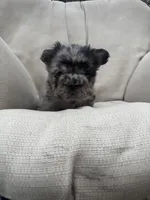 Chanel , a female French Bulldog for sale in Prescott, AZ – 2 of 2