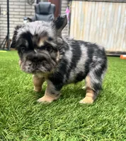 Prada, a female French Bulldog for sale in Prescott, AZ – 1 of 3