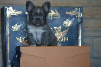 Bolt, a male French Bulldog for sale in Prescott, AZ – 1 of 4