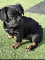 Girl puppy, a female French Bulldog for sale in Prescott, AZ – Photo 1 of 2