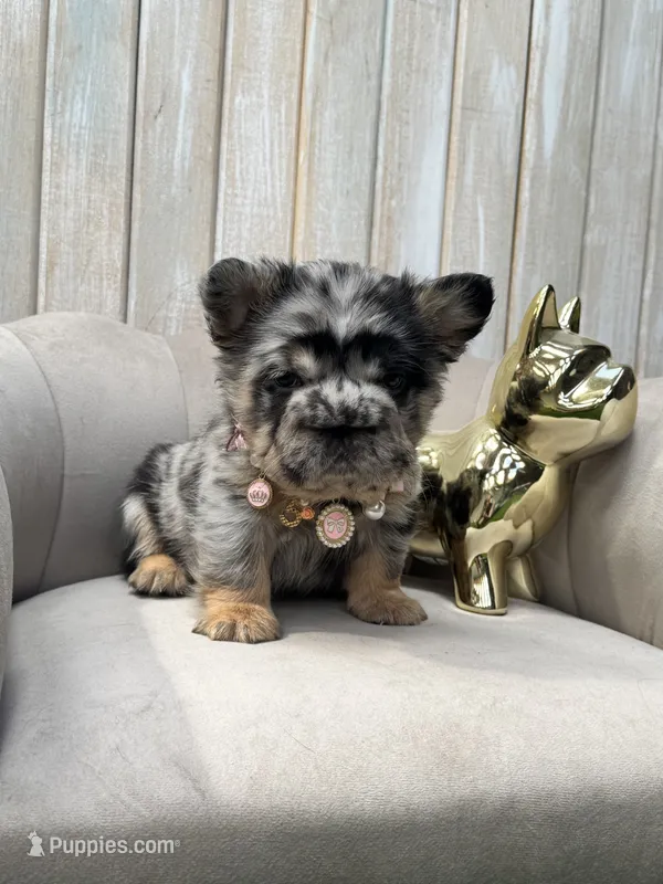 Chanel  – French Bulldog puppy for sale in Prescott, AZ