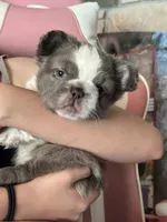 Kane , a male French Bulldog for sale in Prescott, AZ – 2 of 4