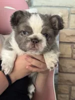 Kane , a male French Bulldog for sale in Prescott, AZ – 3 of 4