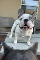 Ali, a male French Bulldog for sale in Prescott, AZ – Photo 2 of 2