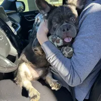 Boy, a male French Bulldog for sale in Prescott, AZ – Photo 1 of 2