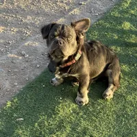 Boy, a male French Bulldog for sale in Prescott, AZ – Photo 2 of 2