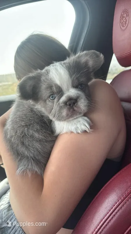 Kane  – French Bulldog puppy for sale in Prescott, AZ