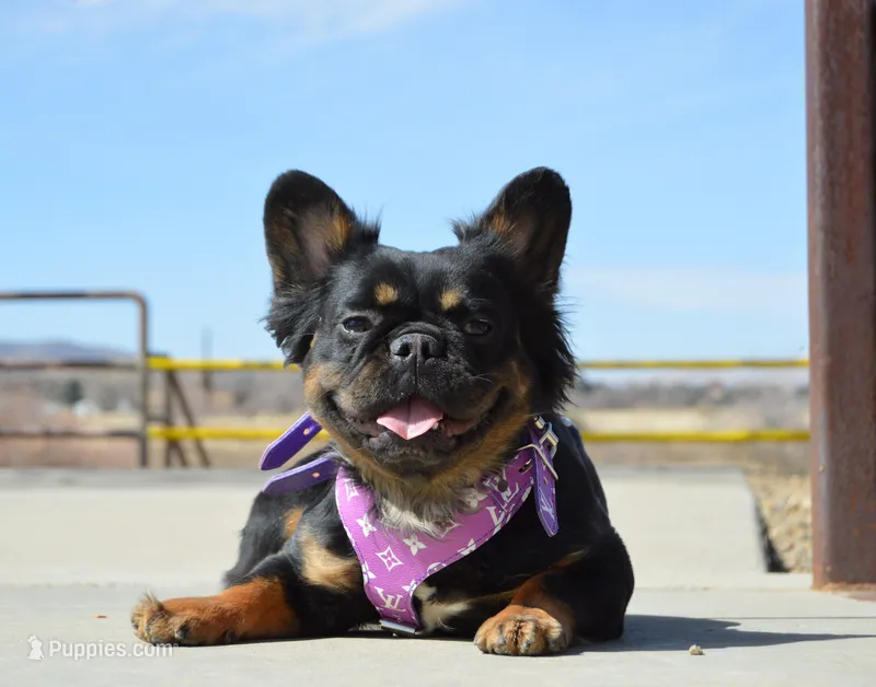 Wednesday – French Bulldog puppy for sale in Prescott, AZ