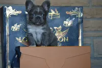 Bolt, a male French Bulldog for sale in Prescott, AZ – 3 of 4