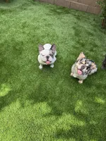 Ali, a male French Bulldog for sale in Prescott, AZ – 3 of 4