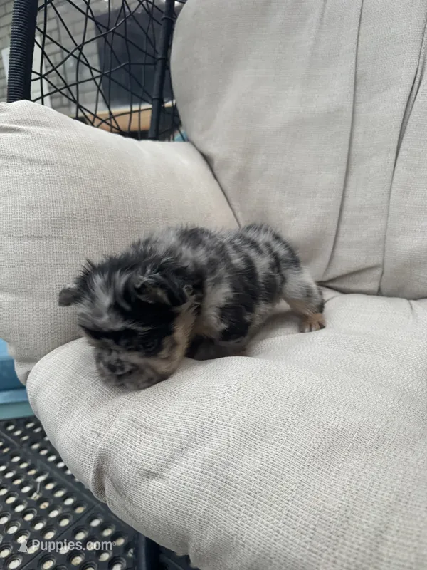 Chanel  – French Bulldog puppy for sale in Prescott, AZ