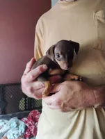 Rocco, a male Miniature Pinscher for sale in Hudson Falls, NY – 2 of 3