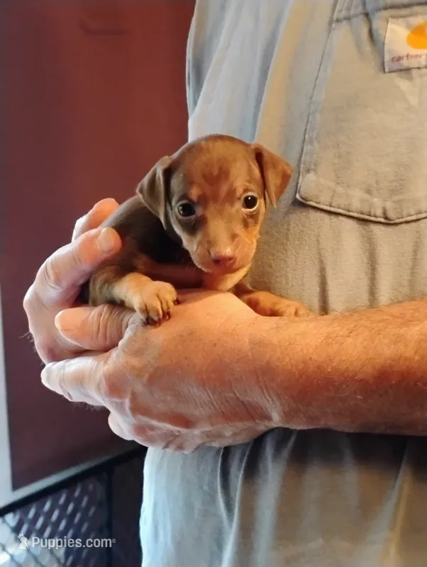 Pearl – Miniature Pinscher puppy for sale in Hudson Falls, NY
